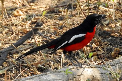 Namibia Revisited Crimson Breasted Shrike 1 By Wildplaces On Deviantart