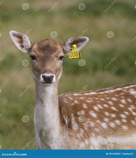 Beautiful Young Doe Stock Photo Image Of Female Fawn 24149620