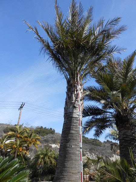 High Quality Jubaea Chilensis Palm Trees West Coast Trees
