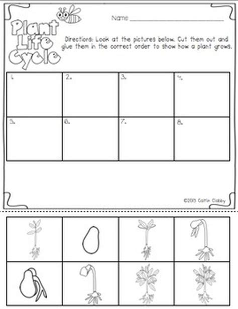 Sequencing Worksheet The Life Cycle Of A Plant For English Language