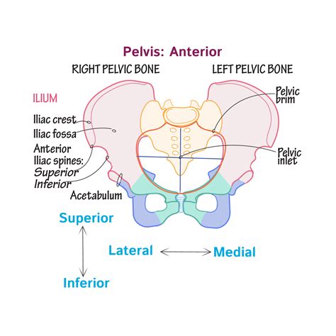 Pelvic Girdle Right And Left Pelvic Bones Ilium Ischium Pubis