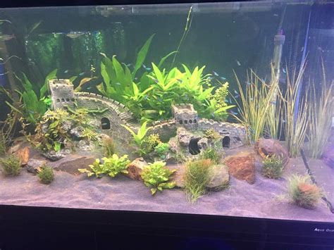 Tropical Fish Tank Melbourne Call 1300 My Fish