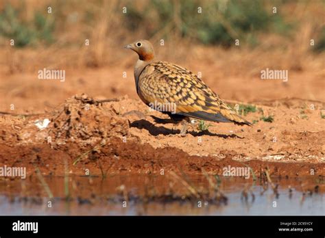 Black Bellied Sandgrouse Male At A Water Point In Summer With The First