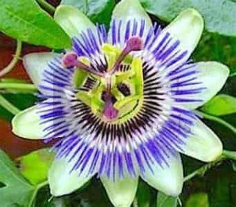 10 Passiflora Caerula ‘blue Passion Flower Seeds Organical Botanicals