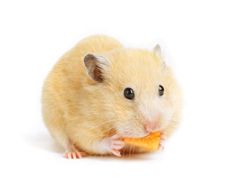 Funny Hamster Eats Stock Photo Image Of Closeup Domestic 22907494
