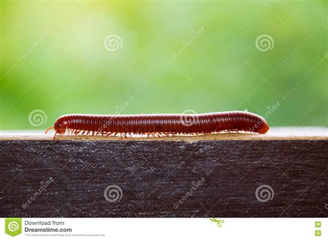A Millipede Crawling On The Ground In The Grass Stock Photography