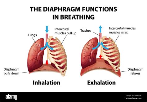 The Diaphragm Functions In Breathing Illustration Stock Vector Image