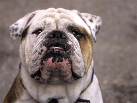 Speaker has an accent from south east england. English bulldog Desktop wallpapers 1600x1200