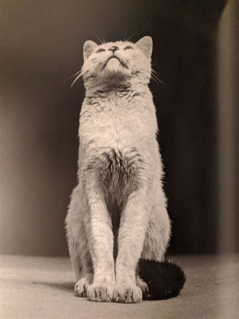 A Progression Of Things Walter Chandoha Cat Photographs