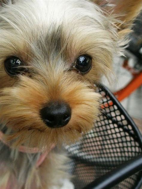 147 Best Cutest Yorkies Images On Pinterest Fluffy Pets Cutest