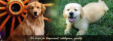 Thank you for your interest in a taylormade mini golden, please subscribe for updates on our. Creekwood Acres Golden Retriever & Goldendoodle Puppies ...