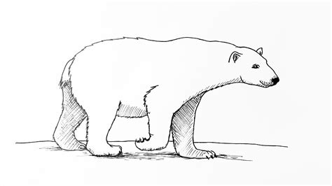 Polar Bear Drawing Tutorial Youtube