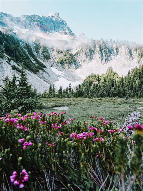 The Wildflowers Are In Full Bloom 😍 Snow Lake Trail Mount Rainier