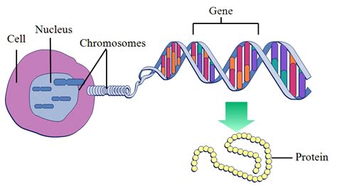 Explore dna structure/function, chromosomes, genes, and traits and how this relates to heredity! What are genes? | eNotes