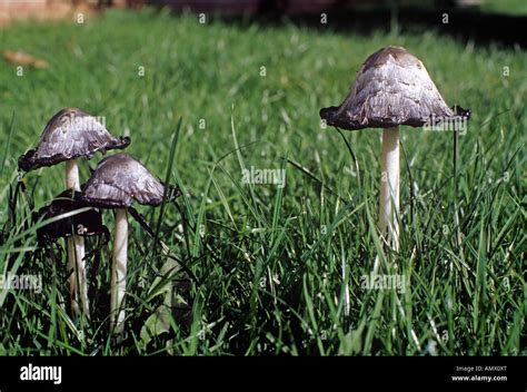 Shaggy Ink Cap Mushrooms Coprinus Comatus Stock Photo Alamy