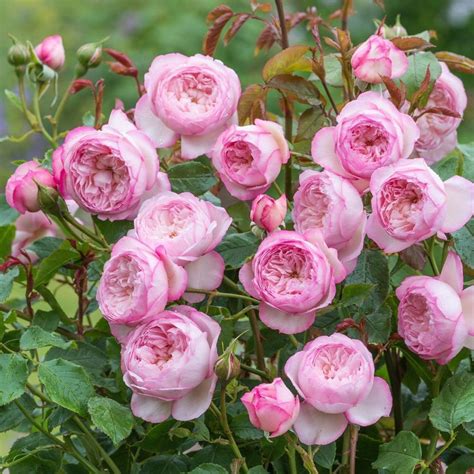 David Austin The Mill On The Floss Mid Pink English Shrub Rose Plant