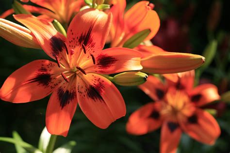 Two Orange Lily Flowers Free Stock Photo Public Domain Pictures