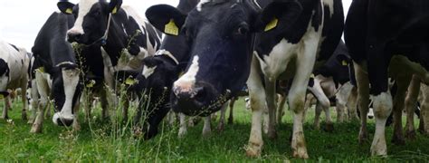Alle natürlichen wolle und natürliche schöne farben. Mittelland Milch