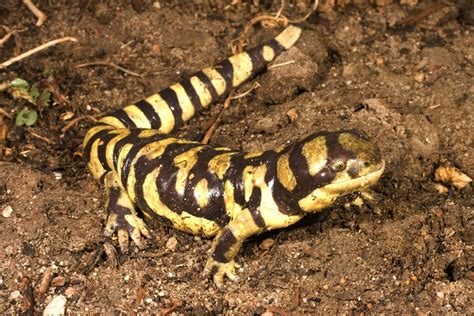 Tiger Salamander Natural History On The Net