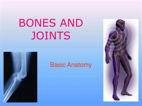 Ppt Bones And Joints Powerpoint Presentation Free Download Id3094689