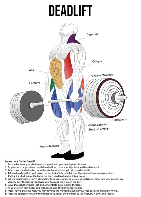 Deadlift Anatomy Diagram Poster Picture Metal Print Paint By Chan
