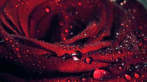 39 Rose With Water Drops Wallpaper On Wallpapersafari