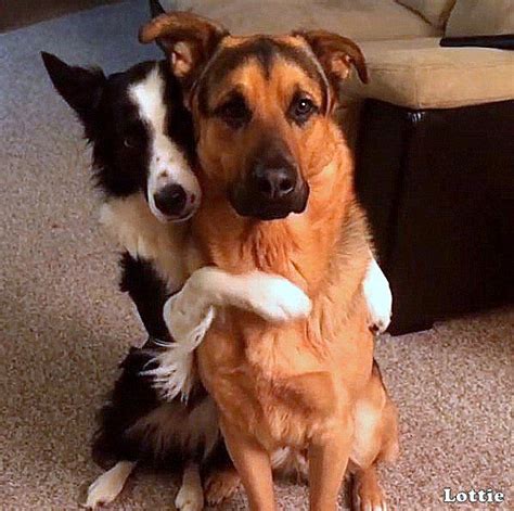 Rescue Dogs Hug When Asked Whos Your Best Friend Dogs Hugging