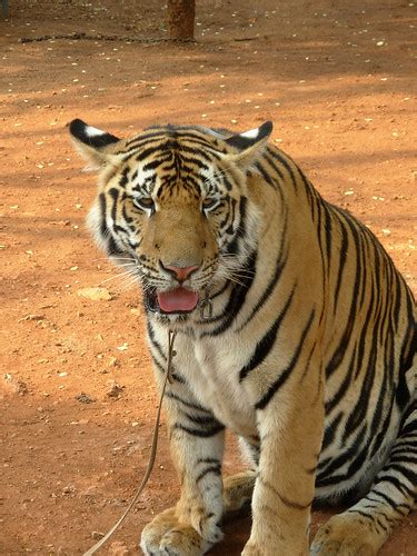 Tt Tiger Portrait Portrait Of A Tiger Taken By Andrew At T Flickr