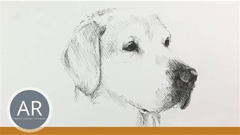 Leichte hunde bilder zum abzeichnen : Hunde Zeichnen - Aausmalbilder.club