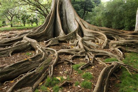 Giant Trees With Roots