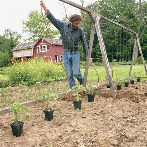 A Freestanding Tomato Trellis Improves Yields And Keeps The Garden Neat