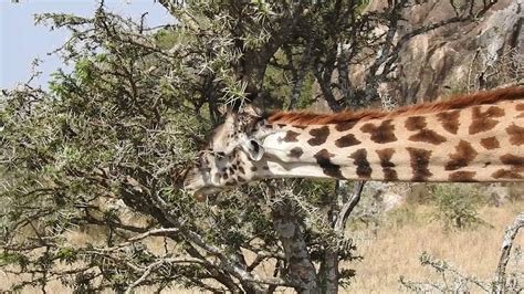 Giraffes Eat Thorny Acacia Trees At Serengeti Youtube