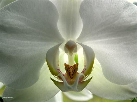 White Orchid Free Stock Photo Public Domain Pictures