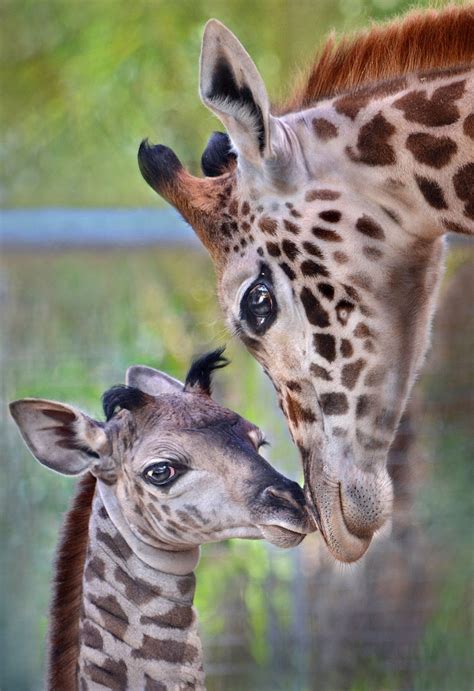 Pin By Fiona Clerk On Animals Wild And Wonderful Giraffe Pictures