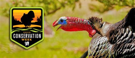 nwtf announces second annual conservation week the national wild turkey federation