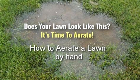 Sprinkle the lawn with fertilizer. Best Fertilizer After Thatching | Cromalinsupport