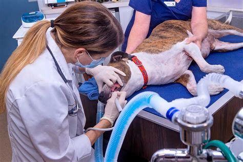 Our veterinary hospital is well equipped to provide a high standard of care for your pet. Animal Hospital near Colchester CT - Hebron Veterinary ...