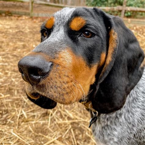 15 Reasons Why Coonhounds Make Great Friends Page 5 Of 5 Pettime
