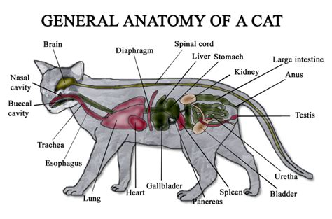 Cat Anatomy Cats Wiki Fandom Powered By Wikia