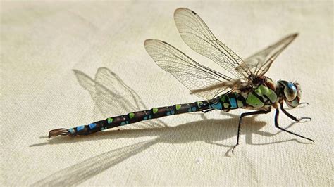 Do Dragonflies Bite Or Sting Identification Habitat And Behavior