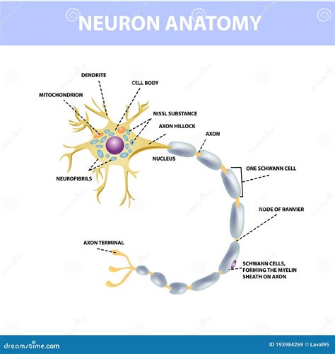 Neuron Axon Of Nerve Cells Neuron Structure Vector Stock Vector