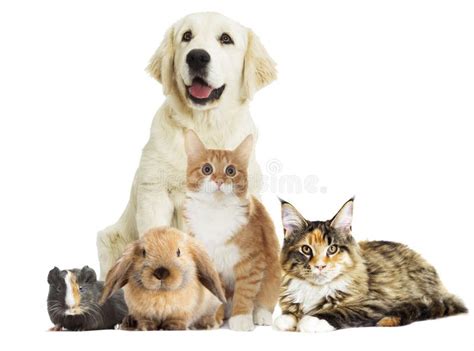 Group Of Pets On White Background Stock Image Image Of Together