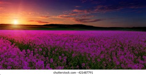 Flower Field Sunset Mountain Stock Photos 52897 Images Shutterstock
