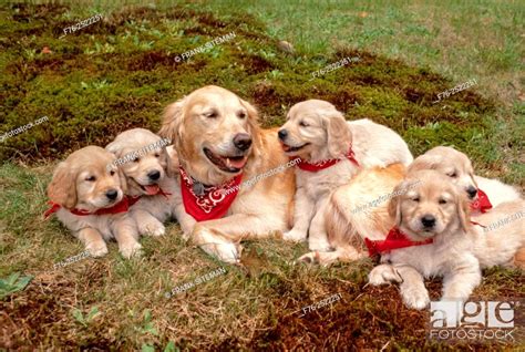 Golden Retriever Mother With Her Five Puppies Lying On Grass Model