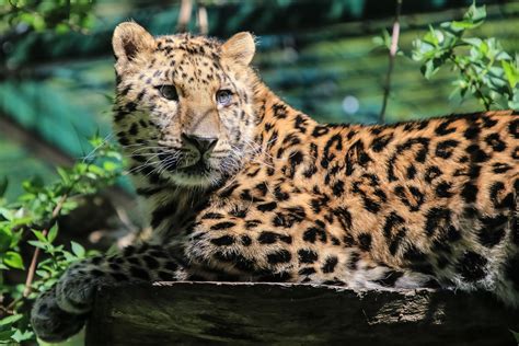 Amur Leopard Foto And Bild Tiere Zoo Wildpark And Falknerei Säugetiere