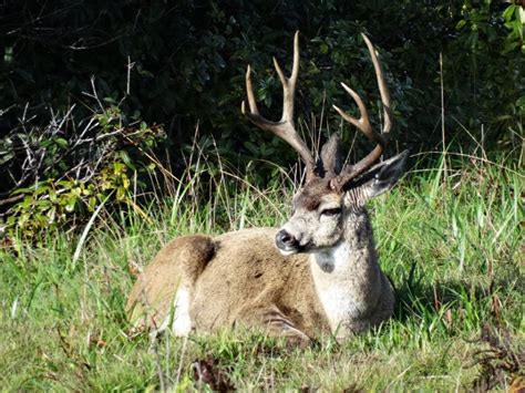 A Four Point Buck Resting In The Sun Mendonoma Sightings