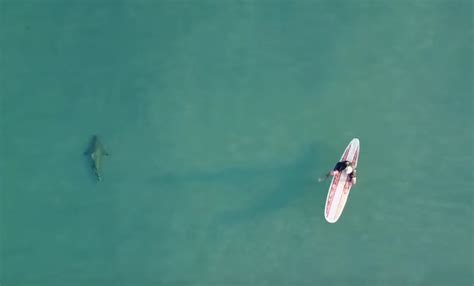Video Large Shark Migration Off A Florida Beach