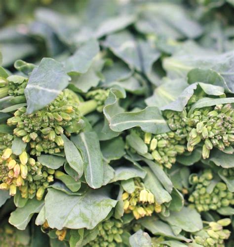 Sorrento Broccoli Raab Seeds West Coast Seeds