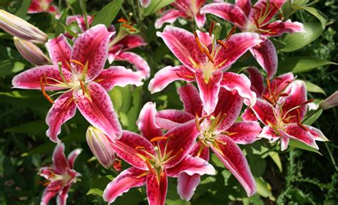 Lilies Are A Garden Favorite Flower Bulb Crazy