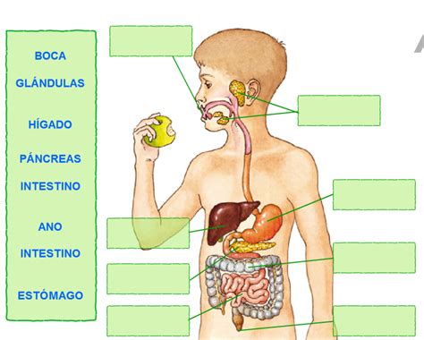 Esquema Del Aparato Digestivo ¡fotos And Guía 2021